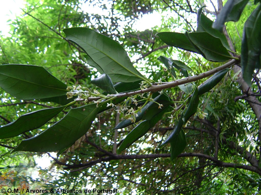 Picconia excelsa - Pau-branco - Árvores e Arbustos de Portugal