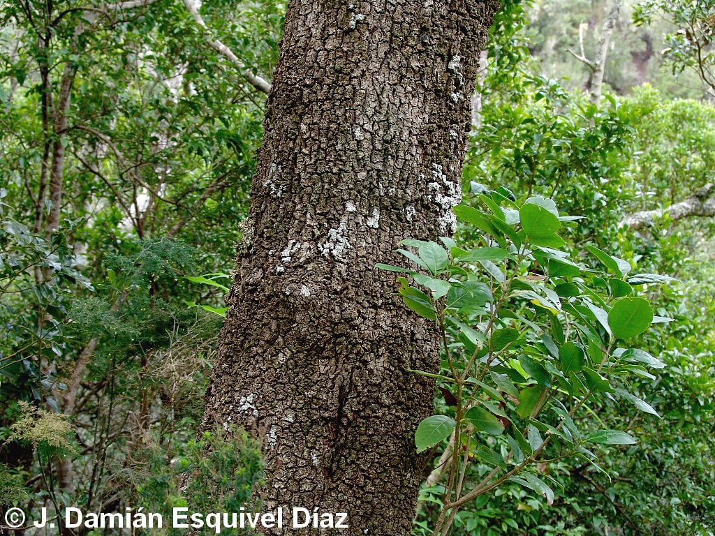 Picconia excelsa - Pau-branco - Árvores e Arbustos de Portugal