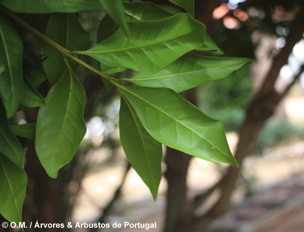 Picconia excelsa - Pau-branco - Árvores e Arbustos de Portugal